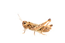 Mottled grasshopper (Myrmeleotettix maculatus) female, The Netherlands, July. Meetyourneighbours.net project