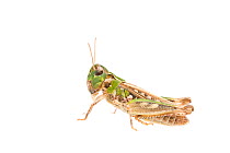 Mottled grasshopper (Myrmeleotettix maculatus) female, The Netherlands, July. Meetyourneighbours.net project