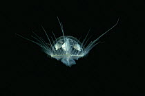 Freshwater jellyfish (Craspedacusta sowerbii) Lugano lake, Ticino, Switzerland. August. Invasive species.