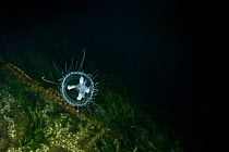 Freshwater jellyfish (Craspedacusta sowerbii) Lake Lugano, Ticino, Switzerland. August. Invasive species.