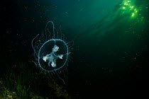 Freshwater jellyfish (Craspedacusta sowerbii) Lake Lugano, Ticino, Switzerland. August. Invasive species.