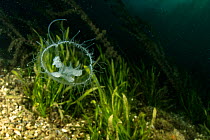 Freshwater jellyfish (Craspedacusta sowerbii) Lugano lake, Ticino, Switzerland. August. Invasive species.