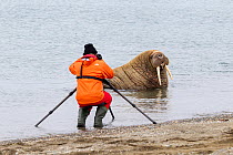 Photographer taking pictures of Walrus (Odobenus rosmarus) hauled out in shallow water, Spitsbergen, Svalbard Archipelago, Norway, Arctic Ocean. July.