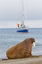 Walrus (Odobenus rosmarus) hauled out in shallow water, Spitsbergen, Svalbard Archipelago, Norway, Arctic Ocean. July.