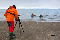 Photographer taking pictures of Walrus (Odobenus rosmarus) hauled out in shallow water, Spitsbergen, Svalbard Archipelago, Norway, Arctic Ocean. July.