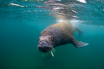 Walrus (Odobenus rosmarus) swimming underwater, Spitsbergen, Svalbard Archipelago, Norway, Arctic Ocean. July.