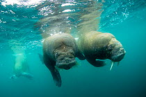 Walrus (Odobenus rosmarus) two swimming underwater, Spitsbergen, Svalbard Archipelago, Norway, Arctic Ocean. July.