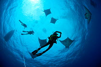 Scuba diver with Devilrays (Mobula tarapacana), Ambrosio dive site, Santa Maria Island, Azores, Portugal, Atlantic Ocean