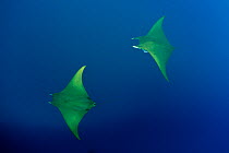 Devilrays (Mobula tarapacana) two swimming, Ambrosio dive site, Santa Maria Island, Azores, Portugal, Atlantic Ocean
