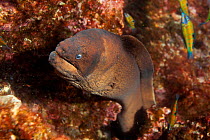 Brown moray eel (Gymnothorax unicolor) coming out of hole, Santa Maria Island, Azores, Portugal, Atlantic Ocean