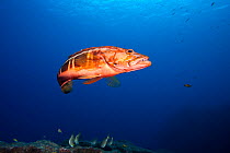Scuba diver with Blacktail comber (Serranus atricauda), Santa Maria Island, Azores, Portugal, Atlantic Ocean