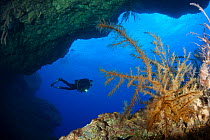 Scuba diver with Black coral (Antiphates wallastoni), Santa Maria Island, Azores, Portugal, Atlantic Ocean