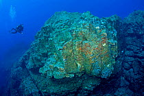 Scuba diver exploring rocks formations, Formigas Islet dive site, Azores, Portugal, Atlantic Ocean