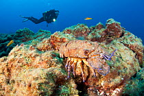 Scuba diver and Mediterranean slipper lobster (Scyllarides latus), Santa Maria Island, Azores, Portugal, Atlantic Ocean