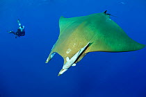 Scuba diver with Devilray (Mobula tarapacana), Ambrosio dive site, Santa Maria Island, Azores, Portugal, Atlantic Ocean