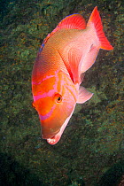 Red barred hogfish (Bodianus scrofa), Santa Maria Island, Azores, Portugal, Atlantic Ocean