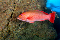 Red barred hogfish (Bodianus scrofa), Santa Maria Island, Azores, Portugal, Atlantic Ocean