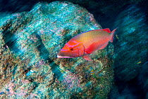 Red barred hogfish (Bodianus scrofa) in fast moving current, Santa Maria Island, Azores, Portugal, Atlantic Ocean