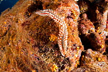 Fire worm (Hermodice carunculata), Santa Maria Island, Azores, Portugal, Atlantic Ocean