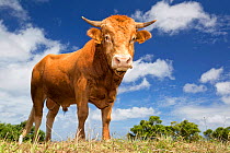Bull on Santa Maria Island, Azores, Portugal, Atlantic Ocean