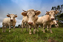 Cattle on Santa Maria Island, Azores