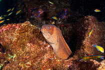 Brown moray eel (Gymnothorax unicolor) coming out of hole and Wrasses, Santa Maria Island, Azores, Portugal, Atlantic Ocean