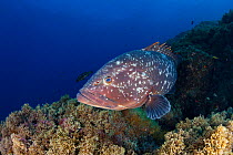Dusky grouper (Epinephelus marginatus), Formigas Islet dive site, Azores, Portugal, Atlantic Ocean