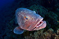 Dusky grouper (Epinephelus marginatus) close up, Formigas Islet dive site, Azores, Portugal, Atlantic Ocean