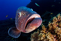 Dusky grouper (Epinephelus marginatus) close up of face, Formigas Islet dive site, Azores, Portugal, Atlantic Ocean.