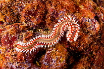 Fire worm (Hermodice carunculata) on rocks, Santa Maria Island, Azores, Portugal, Atlantic Ocean