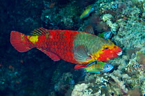 Mediterranean parrotfish (Sparisoma cretense) female with Ornate wrasses (Thalassoma pavo), Santa Maria Island, Azores, Portugal, Atlantic Ocean