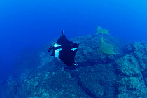 Giant manta ray (Manta birostris) and two Devilrays (Mobula tarapacana), Formigas Islet dive site, Azores, Atlantic Ocean