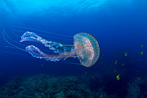 Purple stinger jellyfish (Pelagia noctiluca) Santa Santa Maria Island, Azores, Portugal, Atlantic Ocean.