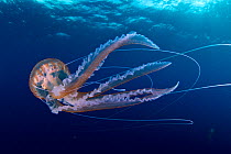 Purple stinger jellyfish (Pelagia noctiluca) Santa Maria Island, Azores, Portugal, Atlantic Ocean.