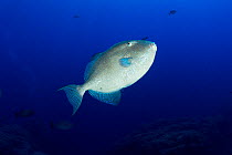 Grey triggerfish (Balistes capriscus,)Santa Maria Island, Azores, Portugal, Atlantic Ocean