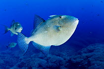 Grey triggerfish (Balistes capriscus,)Santa Maria Island, Azores, Portugal, Atlantic Ocean