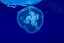 Common jellyfish (Aurelia aurita) near surface, Santa Maria Island, Azores, Portugal, Atlantic Ocean.