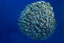 Blue jack mackerel, (Trachurus picturatus) baitball,  Formigas Islet dive site, Azores, Portugal, Atlantic Ocean