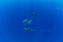 Atlantic spotted dolphins (Stenella frontalis) pod diving, Formigas Islet dive site, Azores, Portugal, Atlantic Ocean