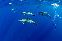 Atlantic spotted dolphins (Stenella frontalis) pod near the surface, Formigas Islet dive site, Azores, Portugal, Atlantic Ocean