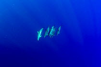 Atlantic spotted dolphins (Stenella frontalis) pod diving,  Formigas Islet dive site, Azores, Portugal, Atlantic Ocean