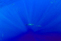Albacore tuna (Thunnus alalunga), Formigas Islet dive site, Azores, Atlantic Ocean