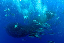 Cory's shearwaters (Calonectris diomedea)  diving among a mass of shoaling fish to feed, along with Atlantic spotted dolphins (Stenella frontalis), Formigas Islet dive site, Azores, Portugal, Atlantic...