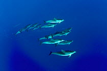 Pod of Atlantic spotted dolphins (Stenella frontalis), Formigas Islet dive site, Azores, Atlantic Ocean