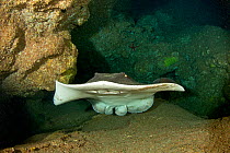 Common stingray (Dasyatis pastinaca), on sea floor, inside Gruta Azul / Blue Grotto dive site, eastern coast of Santa Maria Island, Azores, Portugal, Atlantic Ocean
