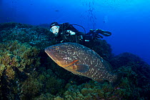 Scuba diver with Dusky grouper (Epinephelus marginatus), Formigas Islet dive site, Azores, Portugal, Atlantic Ocean. August 2014.