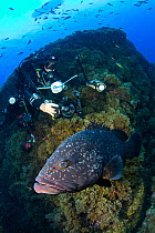 Scuba diver taking photos of Dusky grouper (Epinephelus marginatus), Formigas Islet dive site, Azores, Portugal, Atlantic Ocean. August 2014.