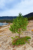 Pine tree (Pinus sp) growing in sandy bay of Lake Baikal,  Irkutsk, Russia. October 2014.