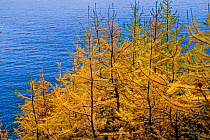 Larch (Larix sibirica) woodland in autumn on the Brown Bear Coast' of the Baikalo-Lensky Nature Reserve, Lake Baikal, Siberia, Russia, October 2010