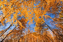 Low angle view of autumnal Larch trees (Larix) Siberia, Russia, October 2011.